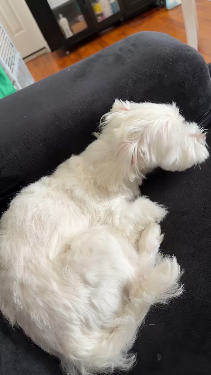 Lazy dog