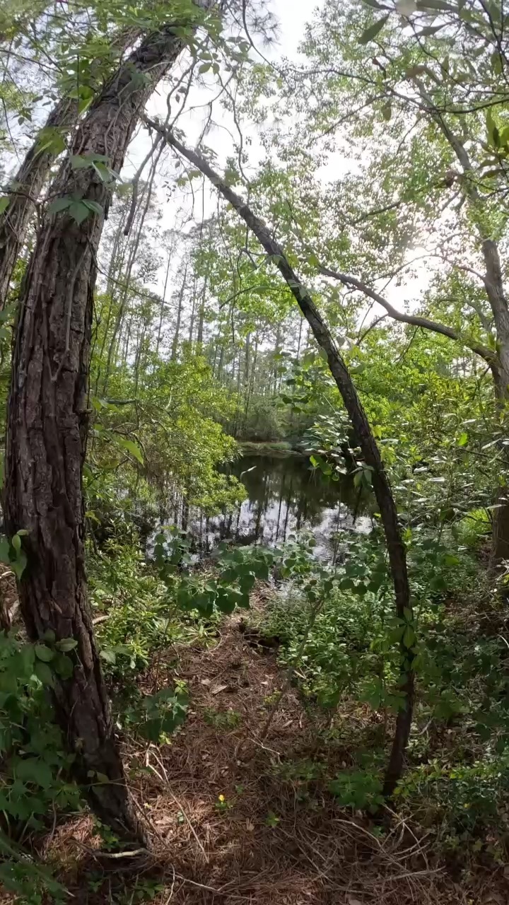 Nature clip