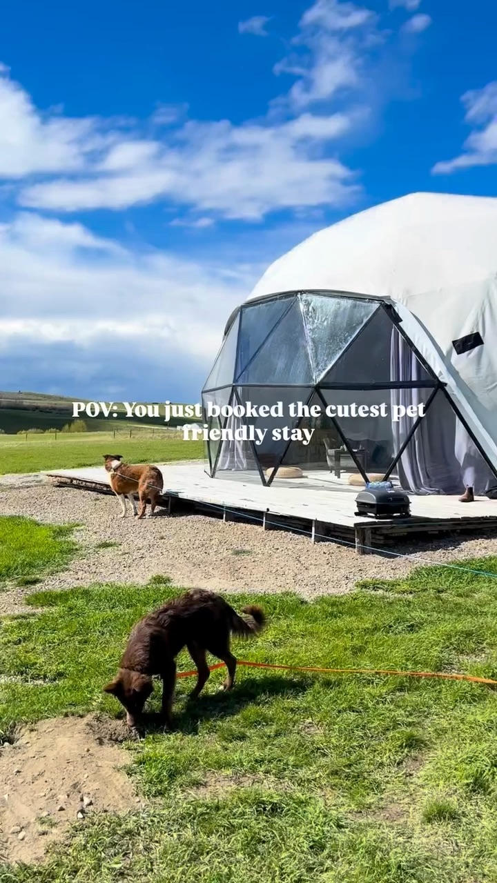 Pet Friendly Airbnb