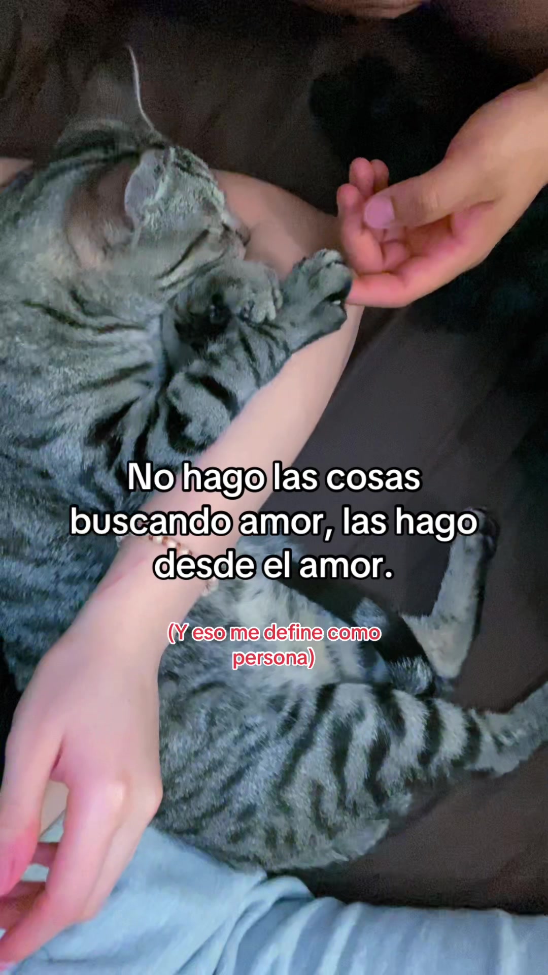 #happyyalyy #fypシ #cat