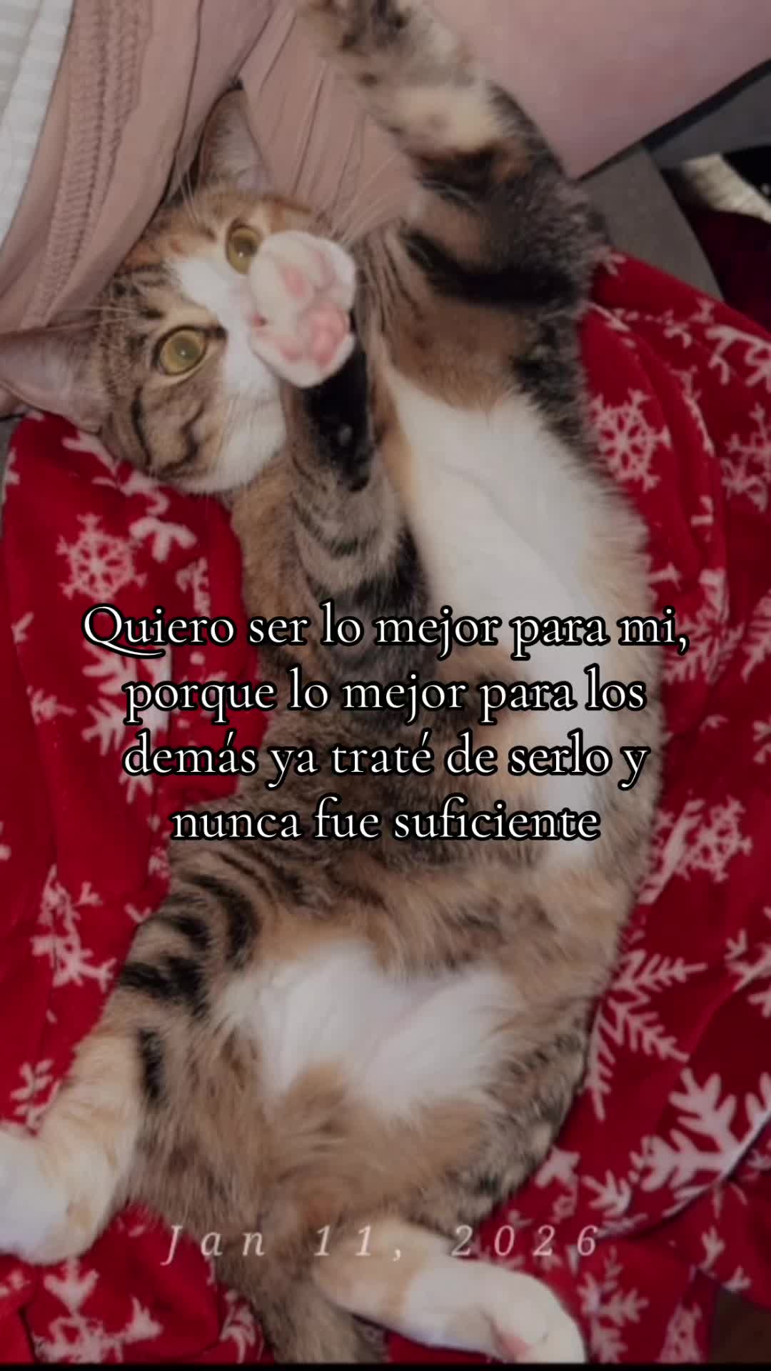 #happyyalyy #cat #cats