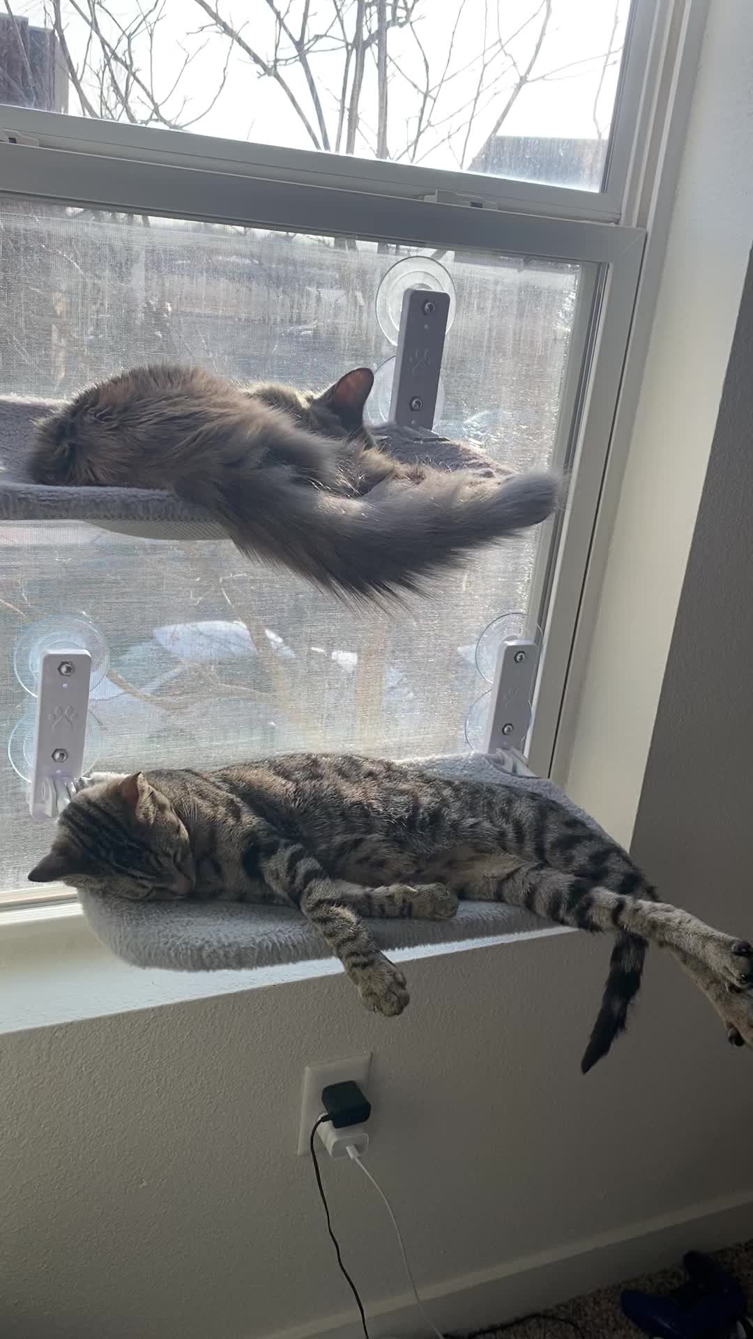 #creatorsearchinsights #parati #viral #fyp #cats