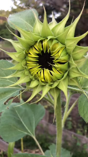 Still amazed every day🌻🐝