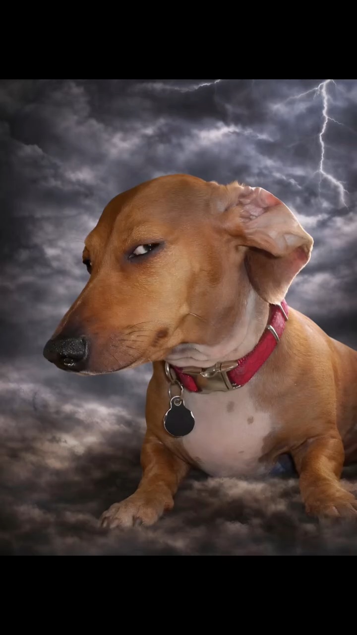 AI dog meme