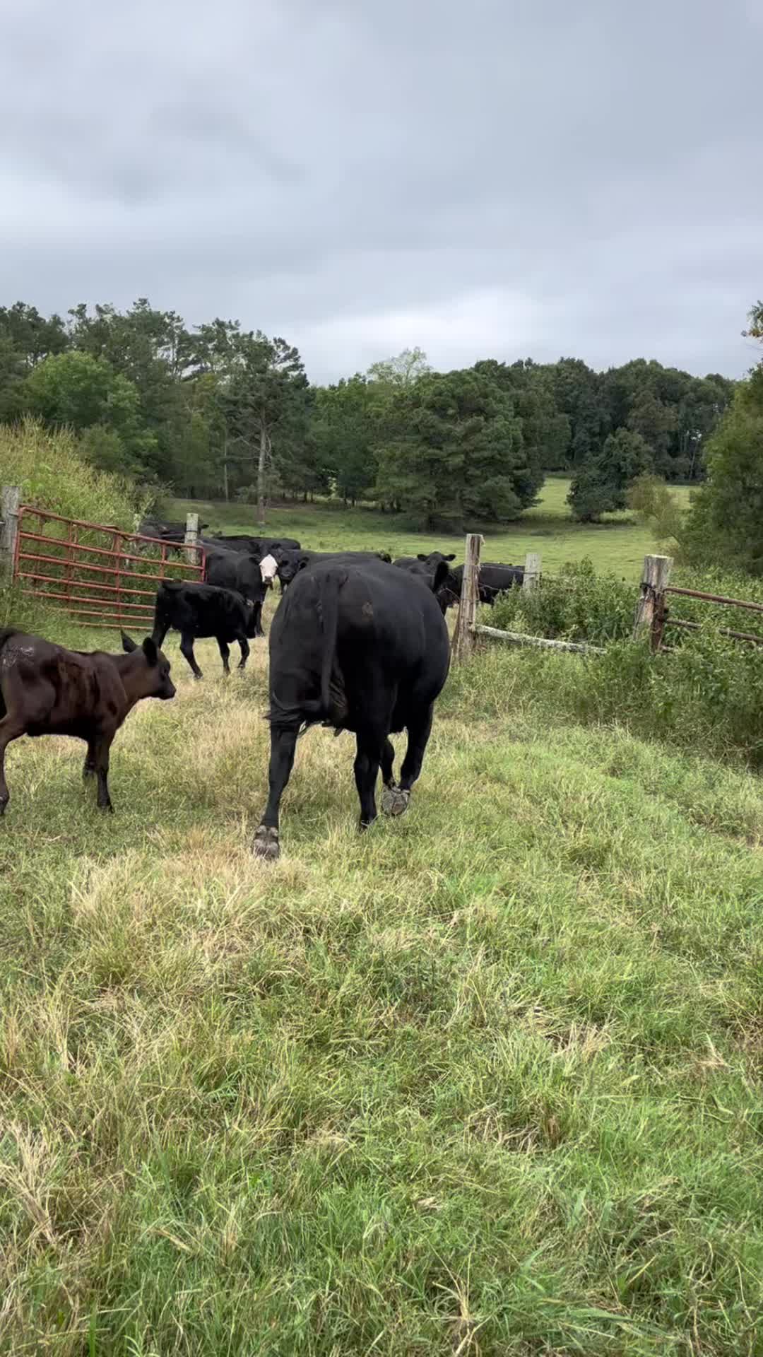 #fyp #cattle #farmlife