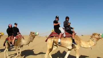 Our alternate transportation to the field each day... 🐫 • #dubaiwaslit #camels #desert #travelbaseball #dubaitaxi #n...
