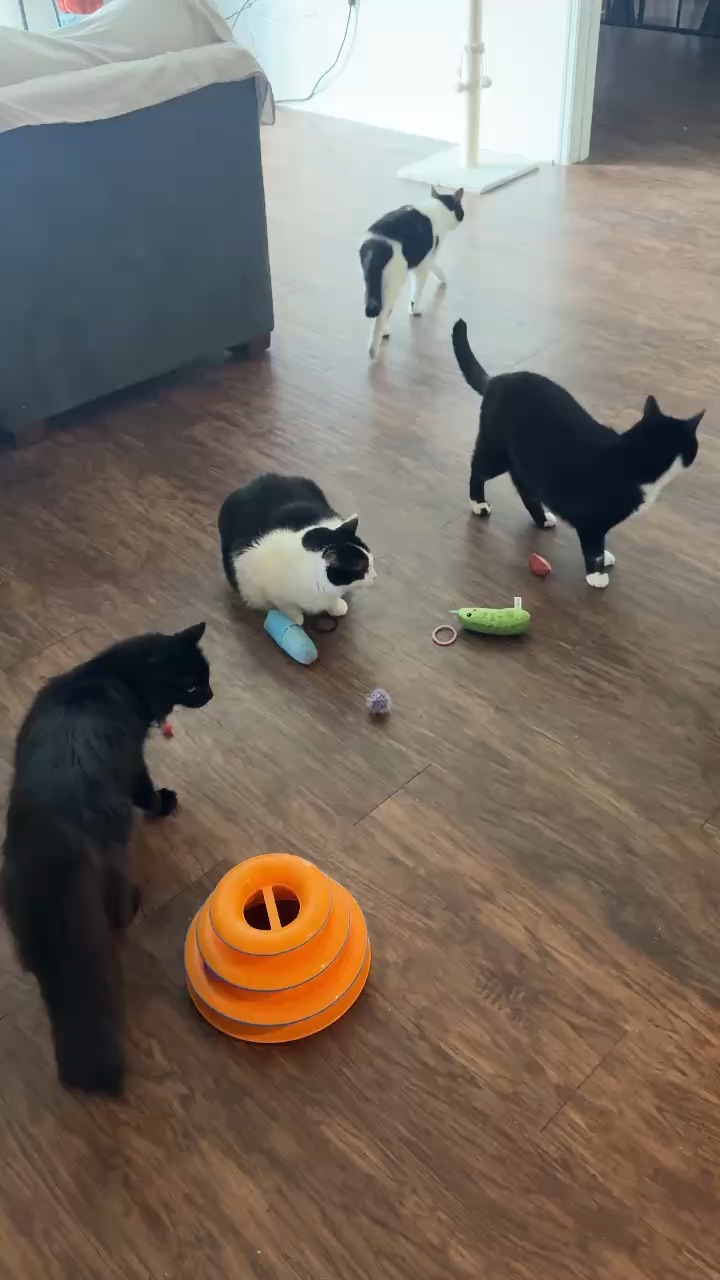 6 cats and Me
