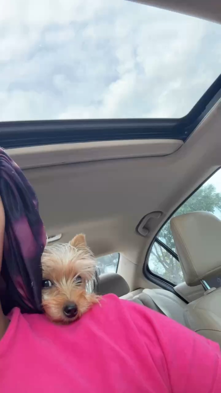 My dog