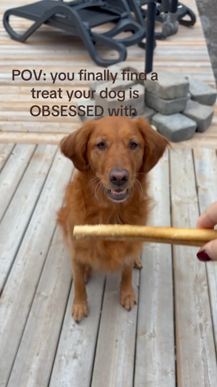 Life With Sophie | Pet Lifestyle UGC