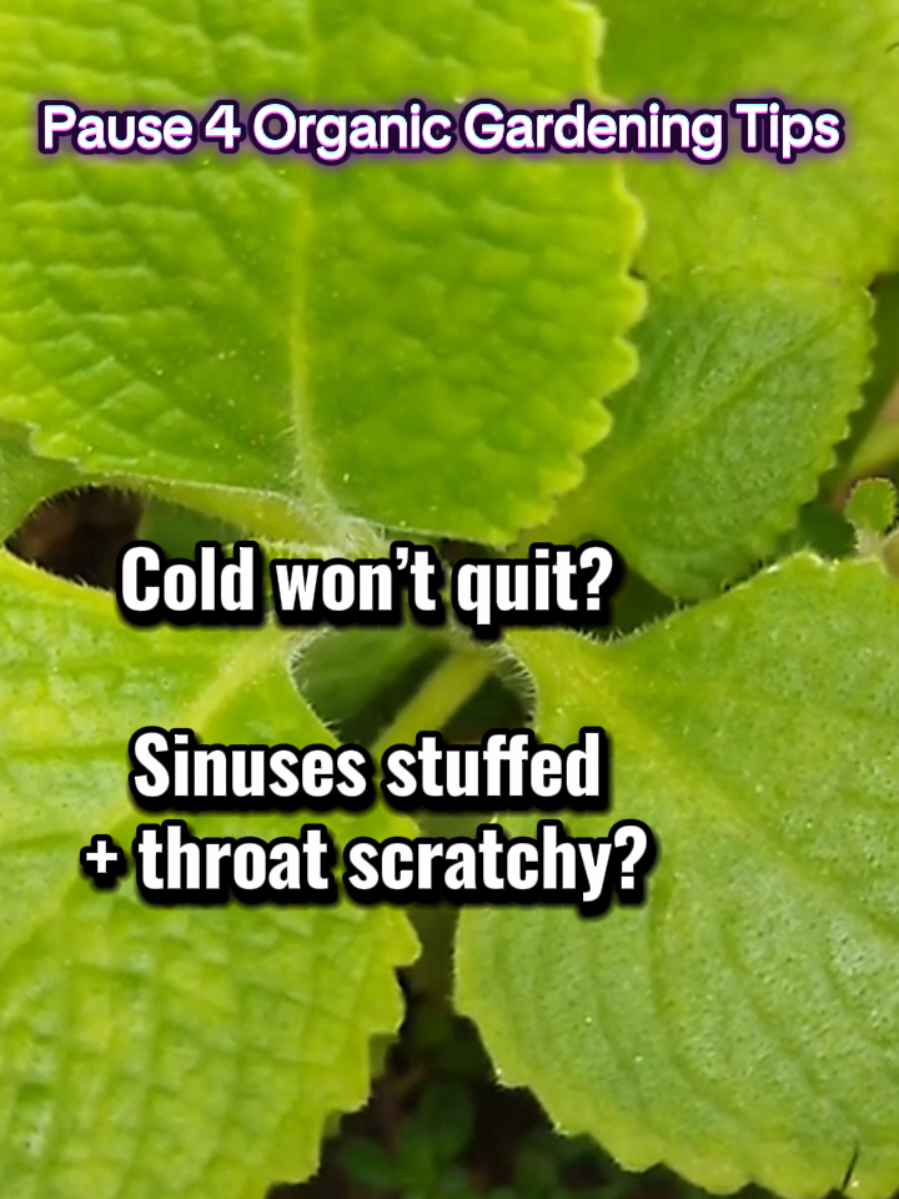 Sick of catching the same cold over and over? That stubborn cough and sinus pressure might be a signal. You might nee...
