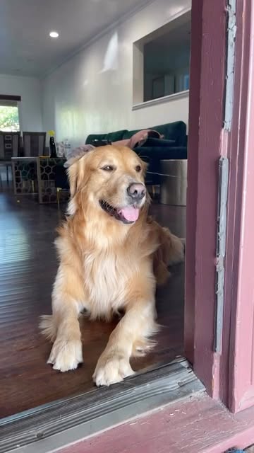 The best family dog🐶 #dogoftheday