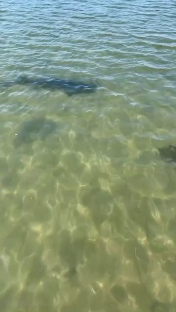 Casual paddle boarding #mermaid #sharks #paddleboarding #sup #paddleboard #paddlelife #boats #summer #marinadelrey