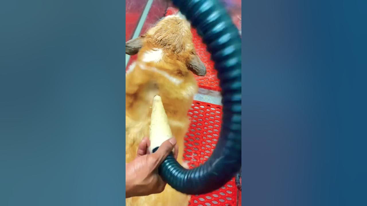 #deshedding #corgi #groomingtips #doggielife