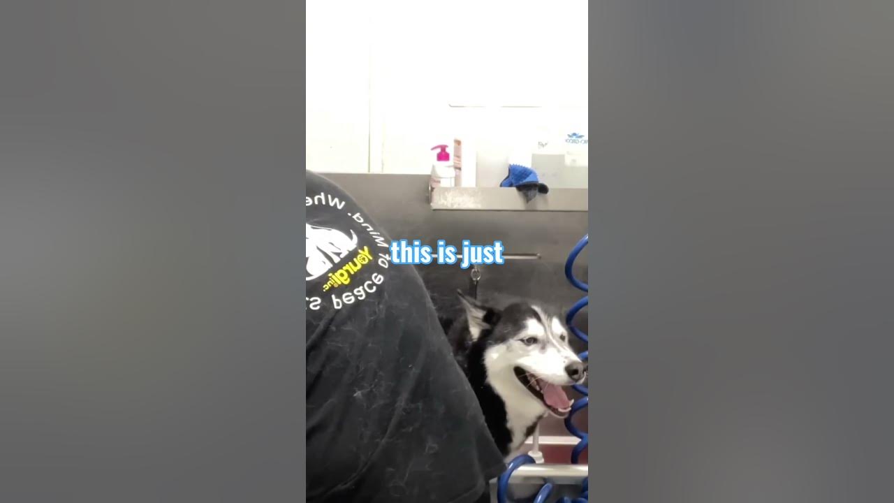 #asmr #grooming #doglife #dogdaycare #pets #dogdaycarelife #satisfying #husky #puppy #deshedding #summer