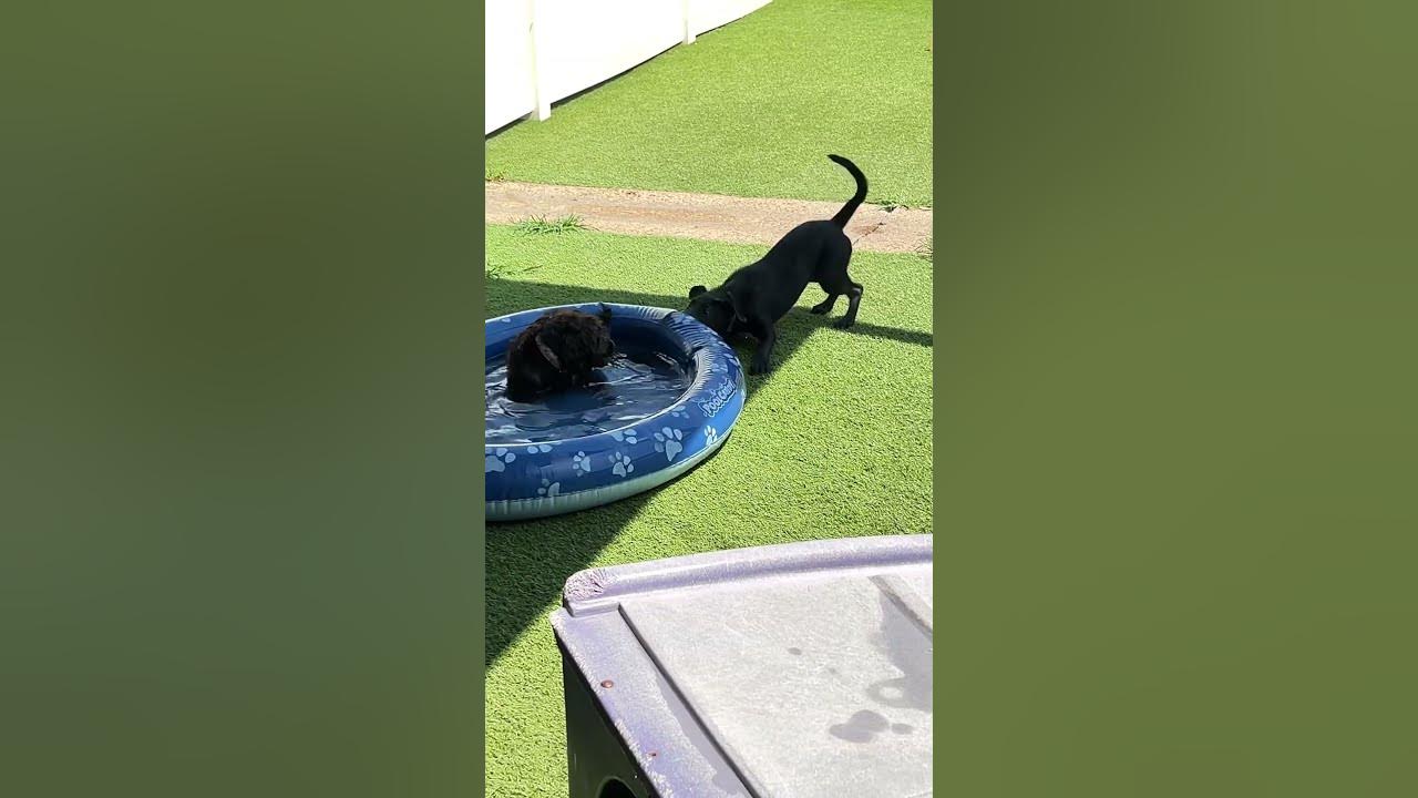 #funnypuppy #puppers #puppyface #puppyvideos #pupsicle #puppypic #waterdog #doggieshorts #doggiedaycare