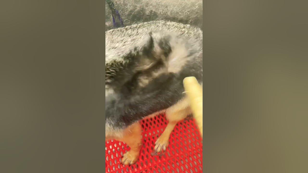 Good ole deshedding with one of the favs # #puppy #asmr #doglife #dogdaycare #pets #satisfying #dogdaycarelife #germa...