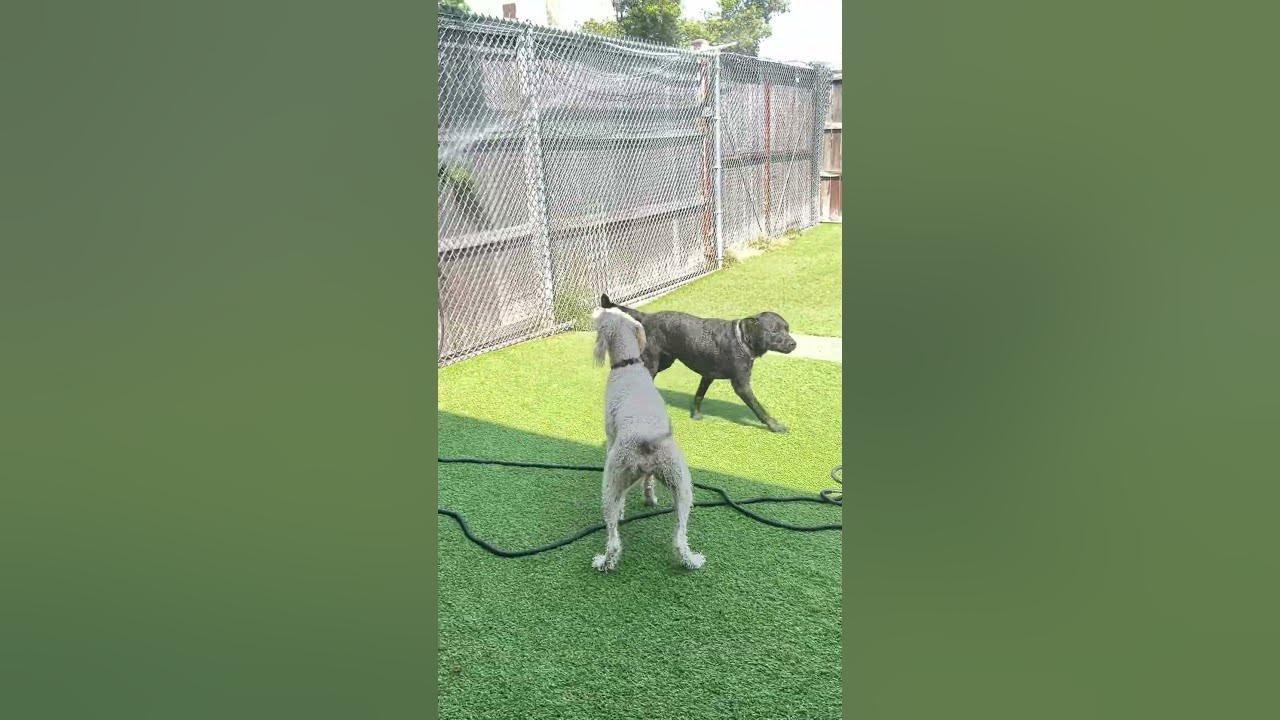 #puppy #waterdogs #dogs #doglife #dogshorts