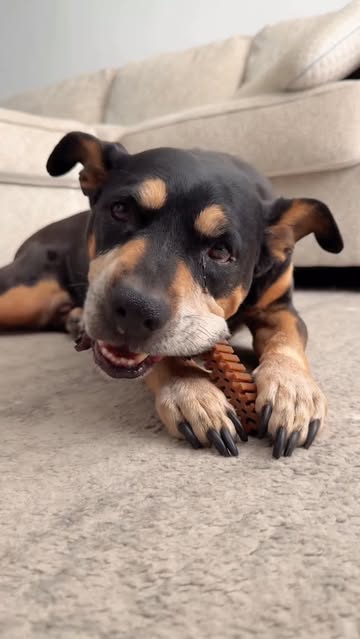 Dental care has never been this easy 🦷🐶 No wrestling with a toothbrush. No stress. Just a daily dental chew my dogs...