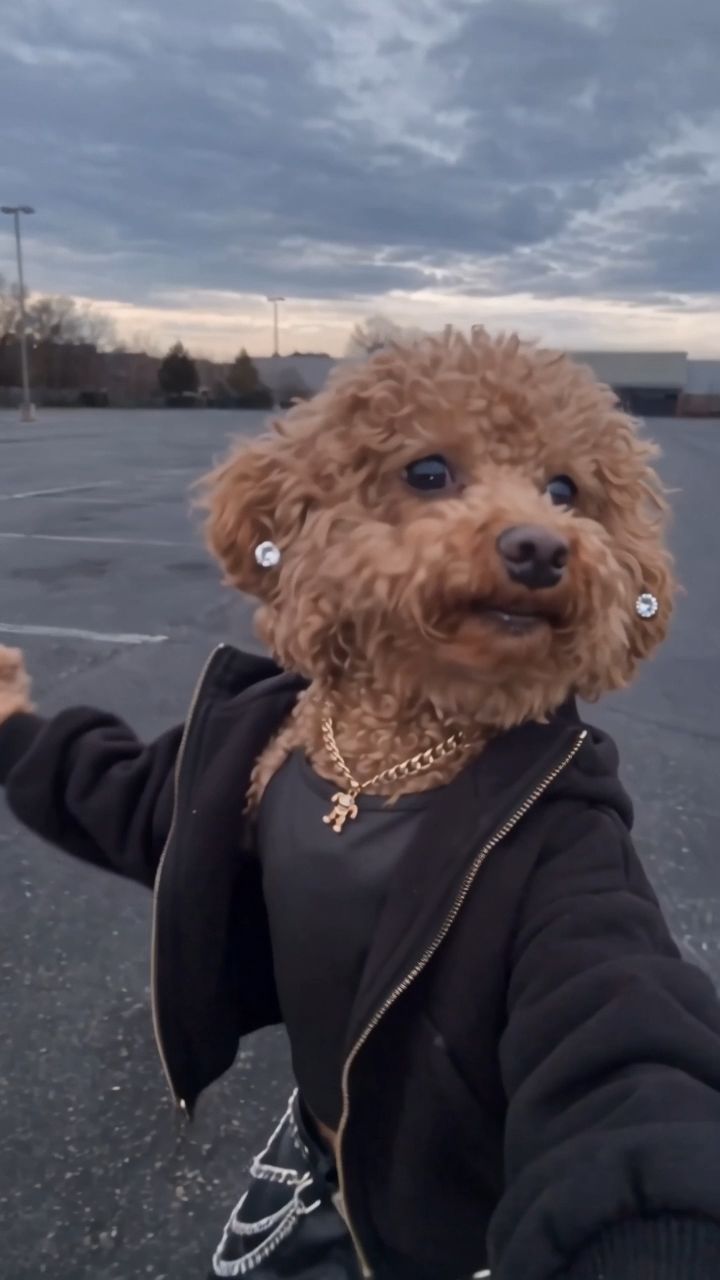 Singing Poodle - Genjutsu Lite 720p