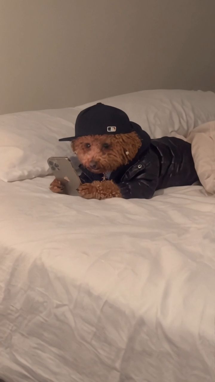 Poodle Phone - Genjutsu Lite 720p