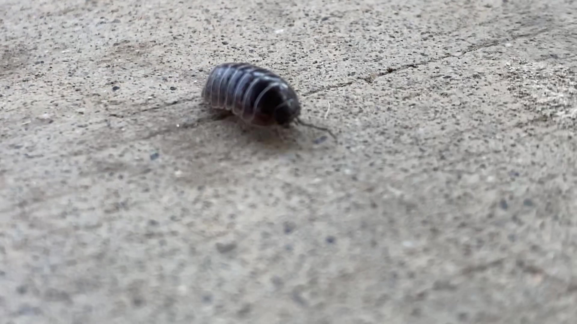 Roly Poly 🙃