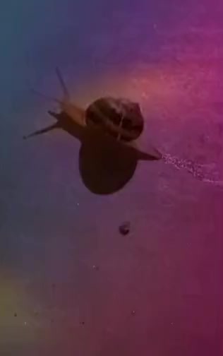 Mr. Snail doing snail things at night. 🌙🐌 #snail