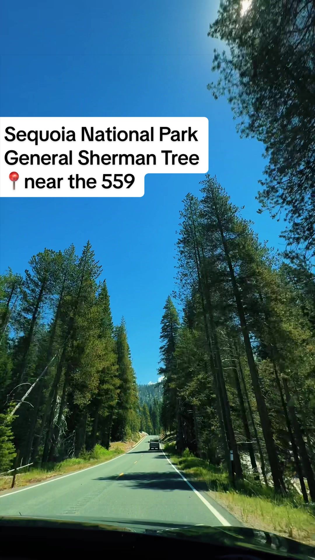 just go to Sequoia National Park and see General Sherman. It’s the world's largest tree by volume, a giant sequoia lo...