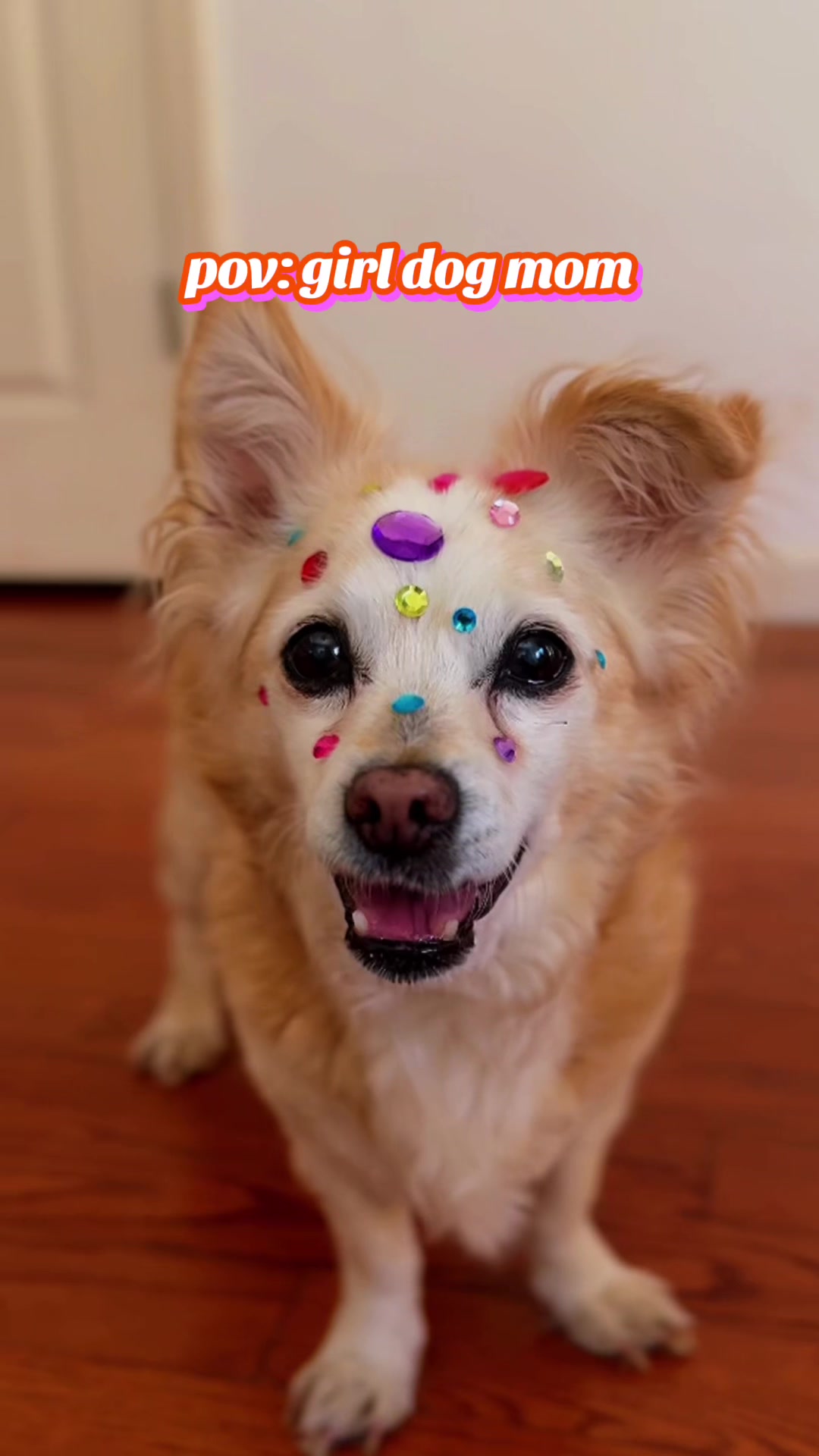 who let me have gem stone stickers 😭💕✨😍💎 #dogmom #girldog #gemstones #gemstickers #tiktokshopcreatorpicks