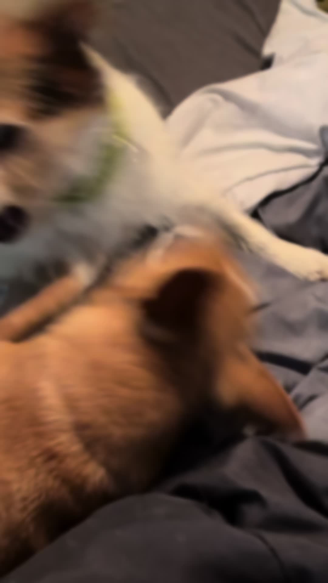 #dogsoftiktok #bestfriends #rescueanimals #spoiledpups