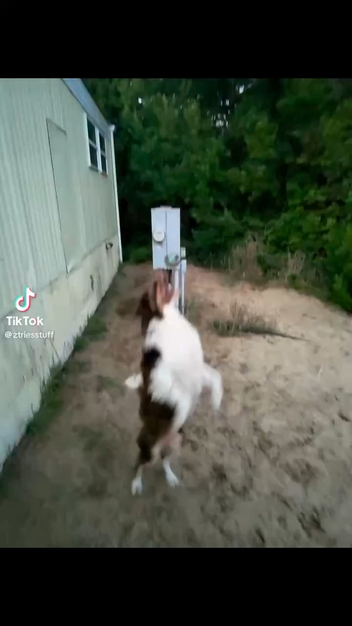 Dog toy review