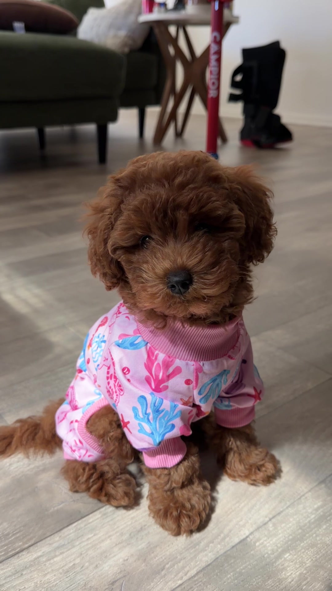 My precious Lily bug in her new pjs 🥹💕🫶🏼 #goldendoodle #doodle #puppy #dogsoftiktok