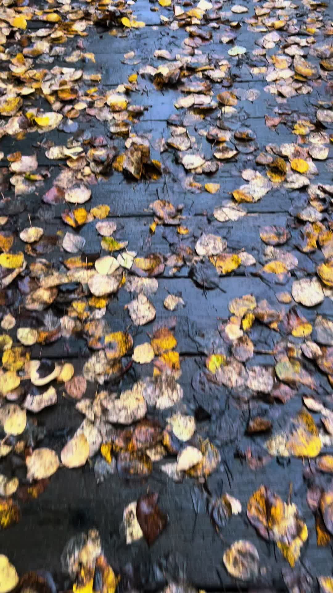 Fall time strolls in the Pacific Northwest #fyp #thelastfrontier