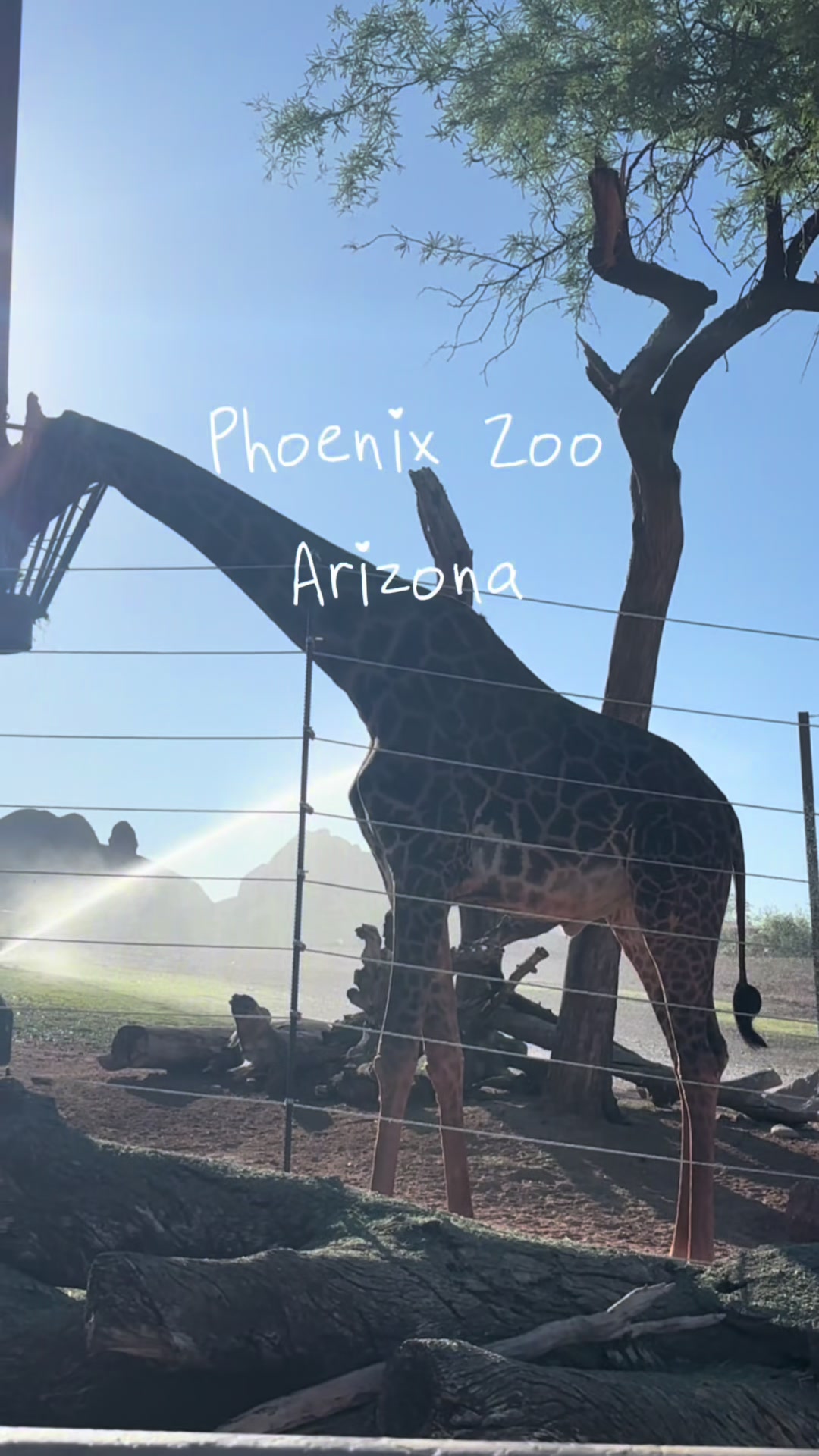 Click the location tag if you are looking to have fun in the sun!! Phoenix Zoo has so much to explore 🤎 I had such a...
