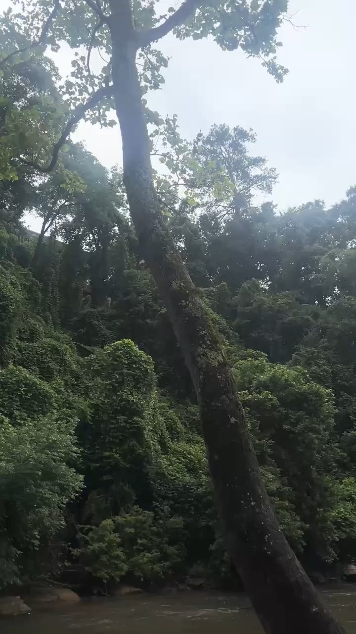 Rainforest