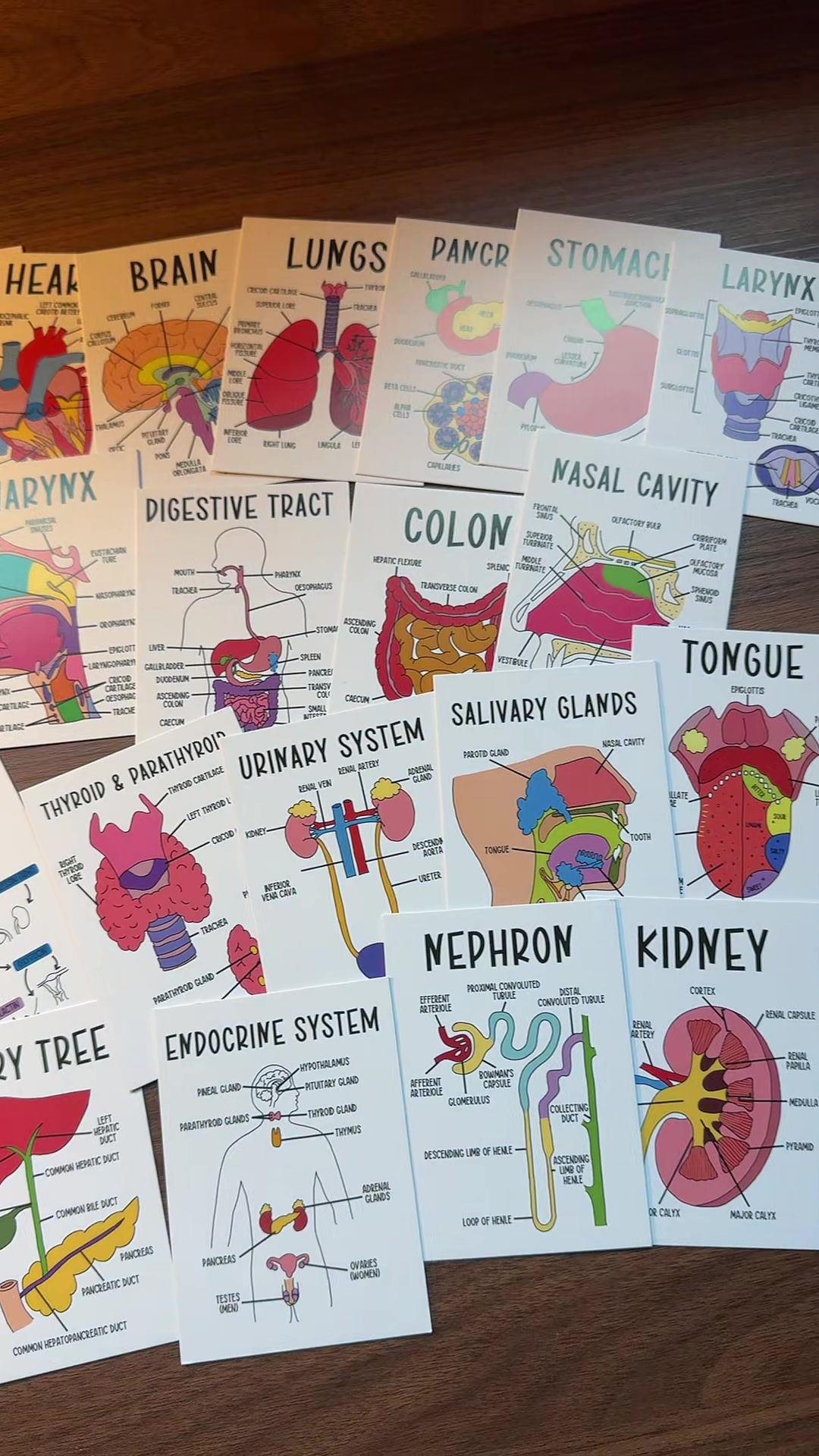 Color-coded human anatomy flash cards for UNDER $3?! 😭📚 These make memorizing muscles, organs, and body systems SO...