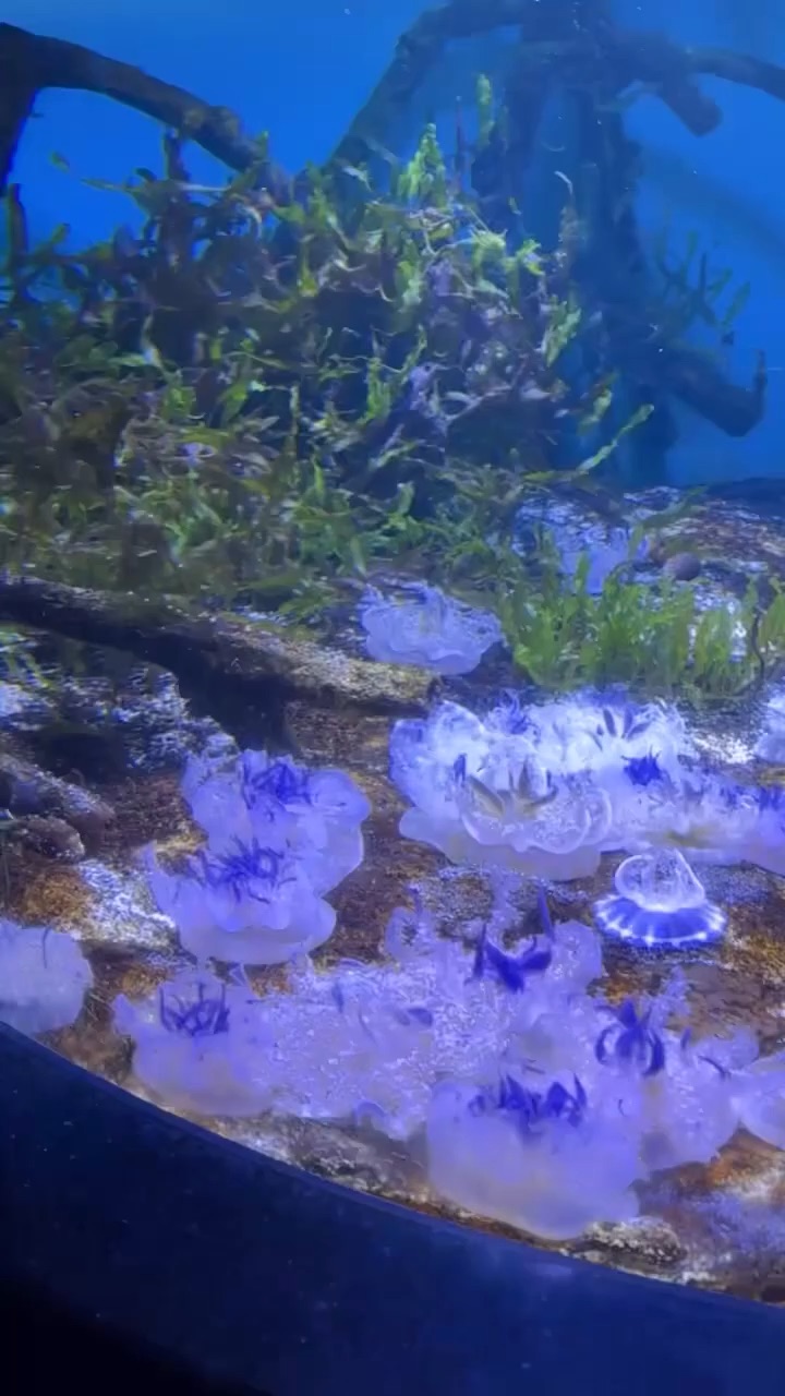 Canada Aquarium