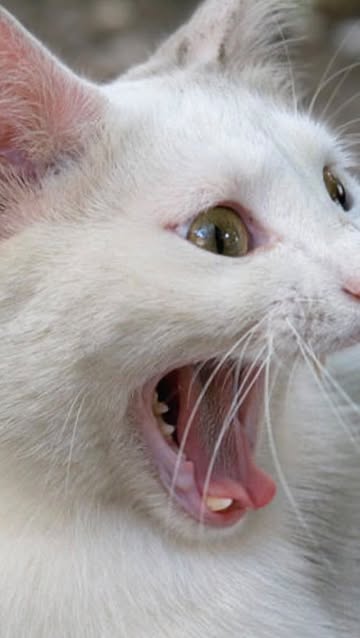 Overstimmed meowing in walk in freezer#fyp #viralvideos