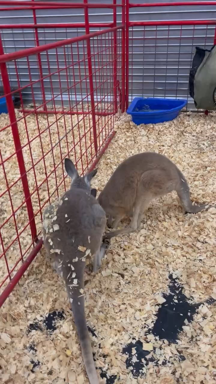 Kangaroo