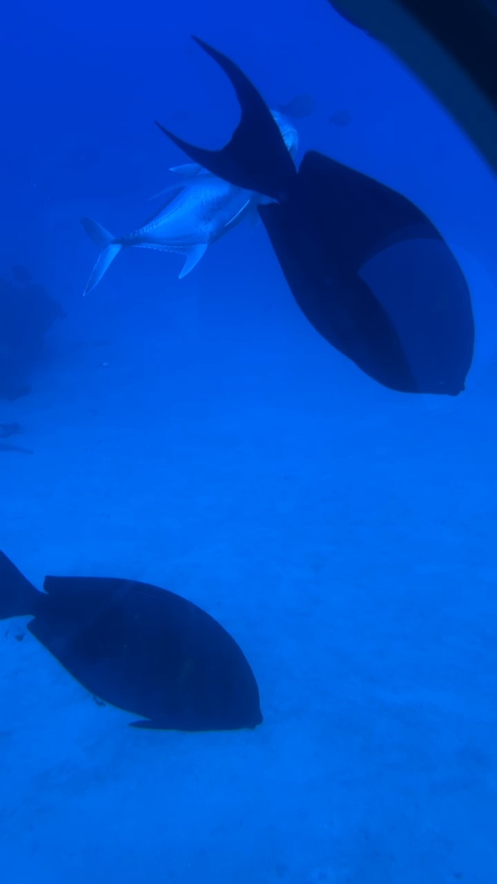 Adventure times  in a submarine