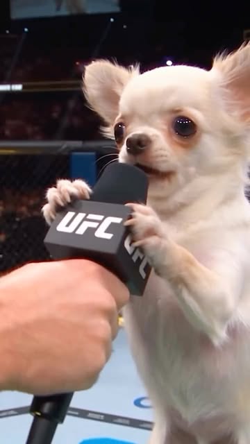 Chewy after 2-3 years in Dogestan 😭🥊🥇 Inspired by @abunuttyofficial 🙌