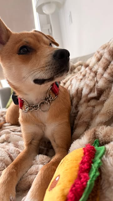 Happy one week of fostering Conan! 🐾 Still a little shy, but getting sillier by the day. The personality is loading…...