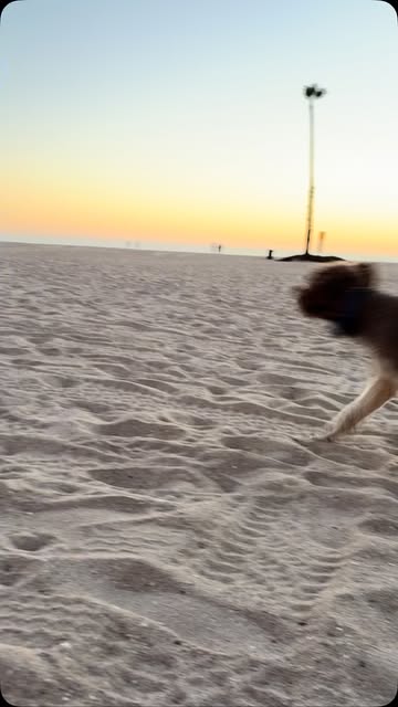 Took Jean for a little sunset out back#beach #sunset #poodleofinstagram