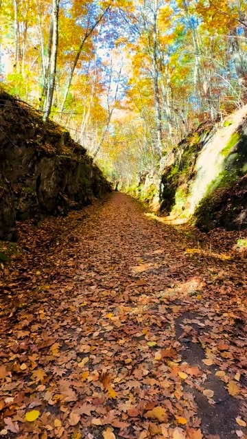 Hiking trail in Massachusetts! The perfect time of year to come visit! Rail trail! I love it so much I’m sad to go ho...