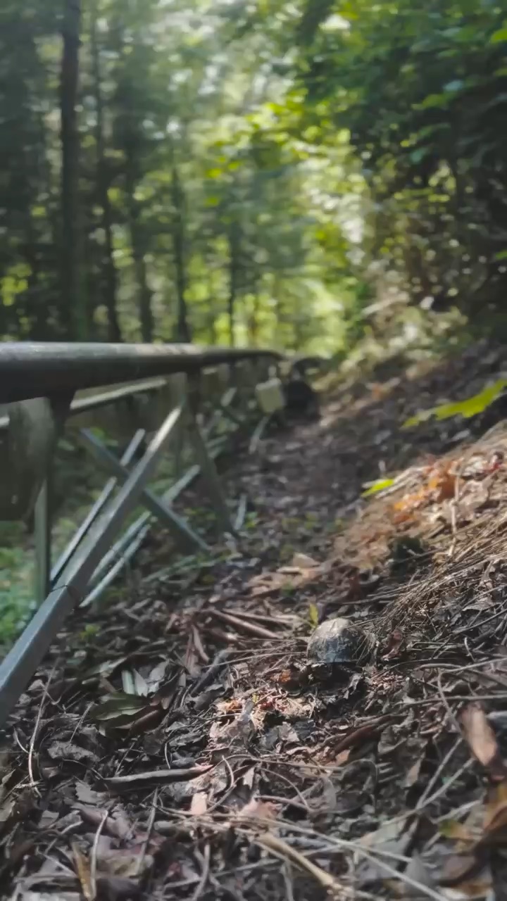 Natgeo turtle time