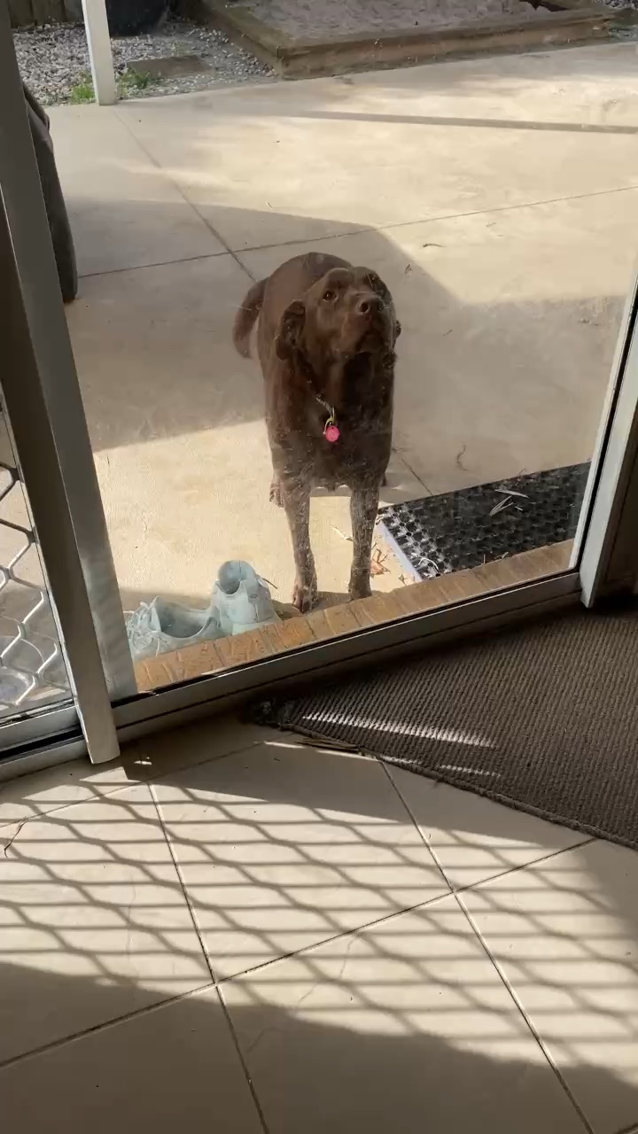 Pets