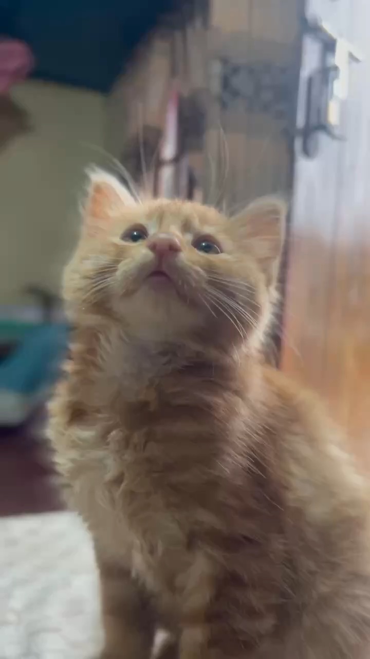 Cute cats