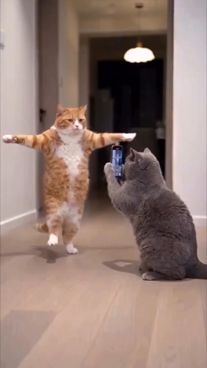 El amigo fiel 😸
