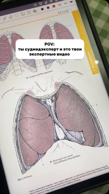 Какой орган еще разобрать? 😂 Quelle: @dr.tsokos