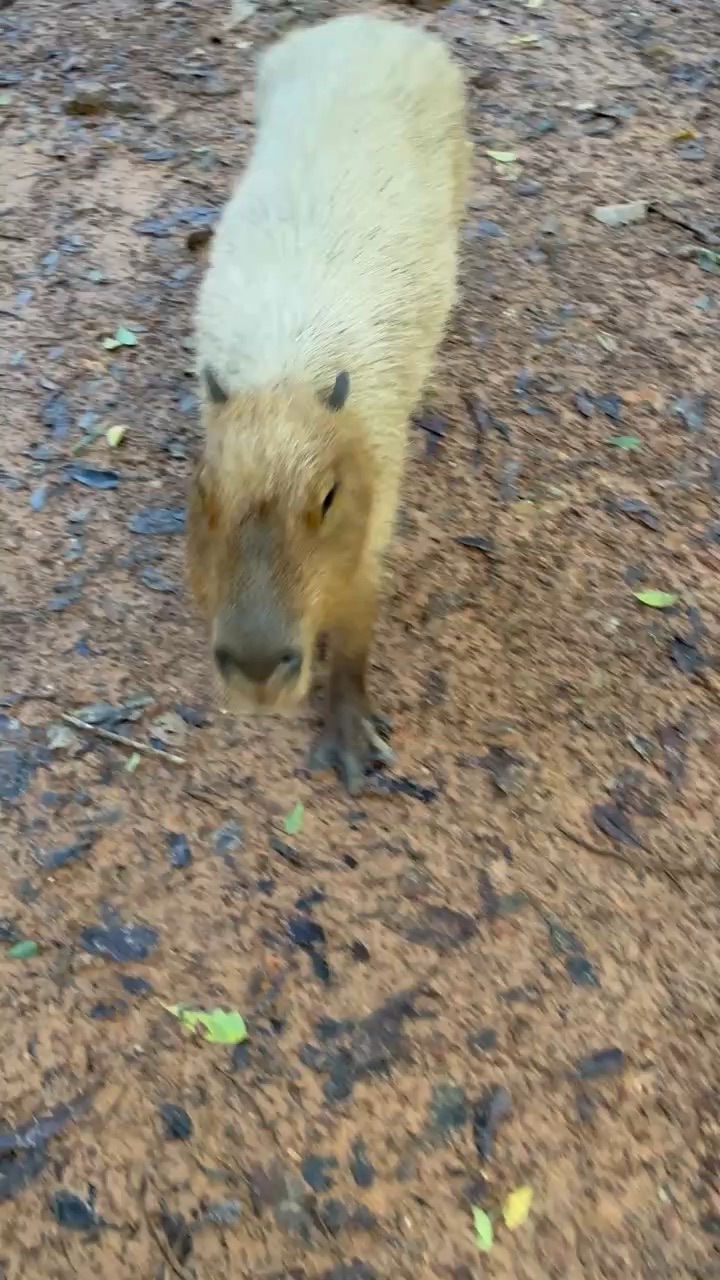 Capybara