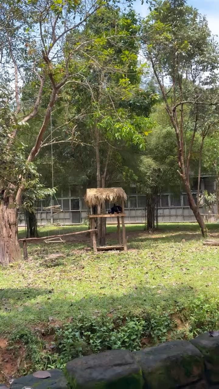 Little Sibling Monkeys Playing
